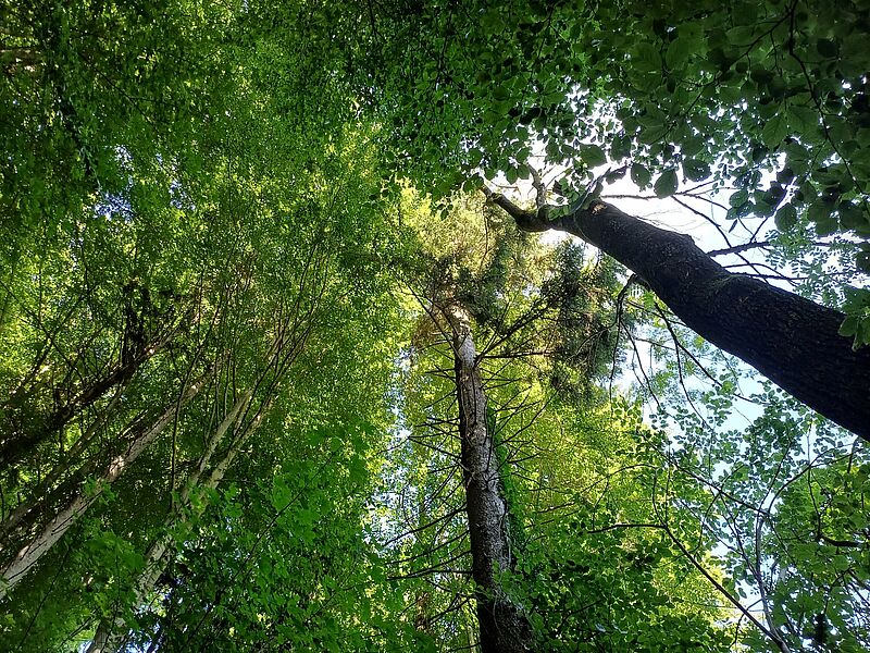Blick in die Baumkronen (c) Harald Kienzl