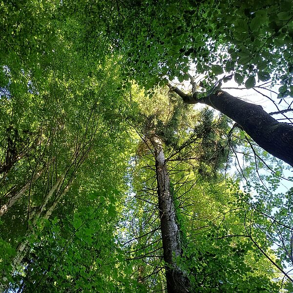 Waldführungen am Heuberg bei Koppl