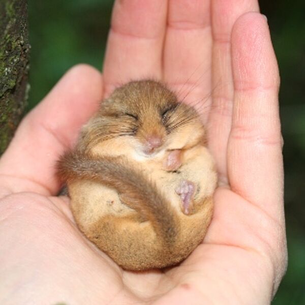 BLICK INS DICKICHT: HOBBY-HASELMAUS-FORSCHER GESUCHT!