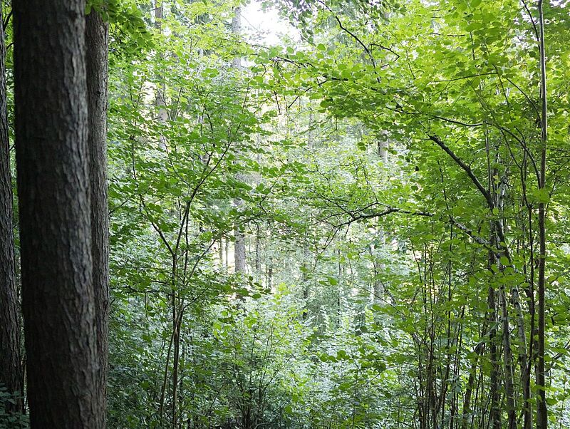 Wald der Zukunft in Bischofshofen (c) ÖBf/W. Lienbacher