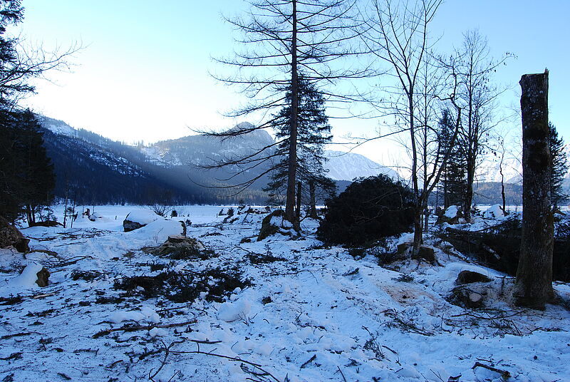 Blick auf eine mit Schneebedeckte Freifläche, wo noch einzelne Bäume stehen. Am rechten Rand des Bildes befindet sich ein circa 2 Meter hoher stehender Baumstmpf.