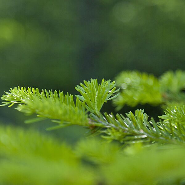 Neues Natur.Raum.Management-Journal online