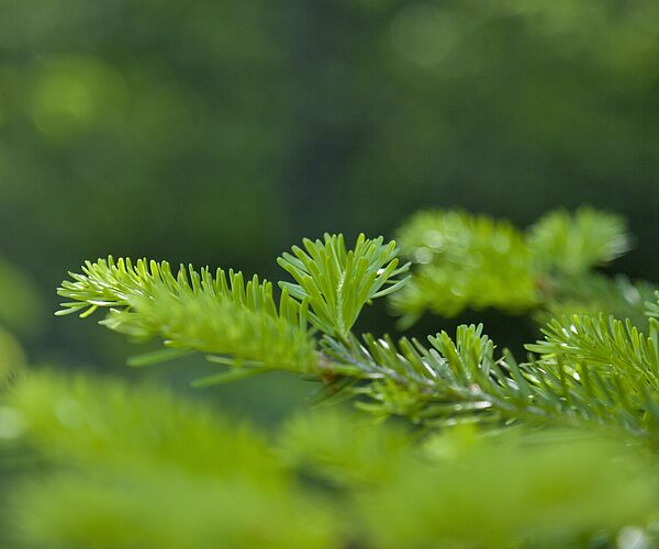 Neues Natur.Raum.Management-Journal online