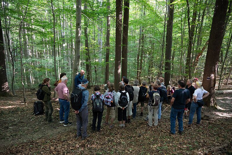 Bundesforste laden im Jubiläumsjahr zu kostenlosen Führungen in den Wald der Zukunft