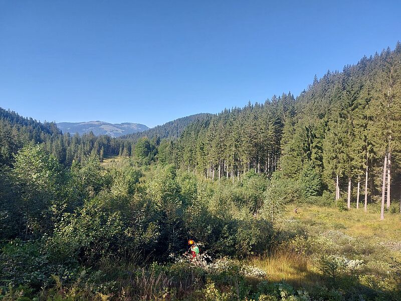 Hüttlmoos während der Entbuschung (c) ÖBf/V. Baumgartner Hüttlmoos während der Entbuschung (c) ÖBf/V. Baumgartner