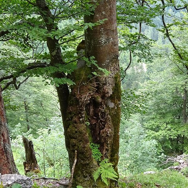 Vortrag am 16.7. - Wald- und Biodiversitätsmonitoring im Naturschutzgebiet Warscheneck Nord