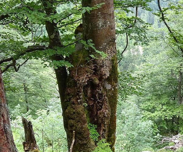 Wald- und Biodiversitätsmonitoring im Naturschutzgebiet Warscheneck Nord Wald- und Biodiversitätsmonitoring im Naturschutzgebiet Warscheneck Nord