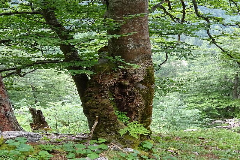 Wald- und Biodiversitätsmonitoring im Naturschutzgebiet Warscheneck Nord Wald- und Biodiversitätsmonitoring im Naturschutzgebiet Warscheneck Nord