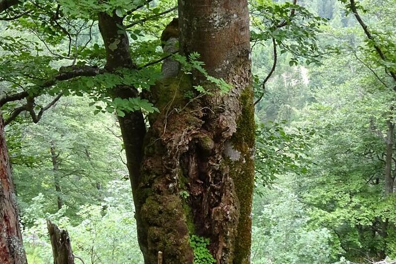 Vortrag am 16.7. - Wald- und Biodiversitätsmonitoring im Naturschutzgebiet Warscheneck Nord