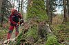 Die Baumriesen haben eine Höhe von über 40 Metern und einen Umfang von bis zu 3,5 Metern (c) Pfahlbauverein Attersee