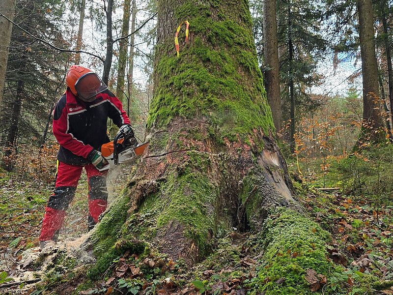 Die Baumriesen haben eine Höhe von über 40 Metern und einen Umfang von bis zu 3,5 Metern (c) Pfahlbauverein Attersee