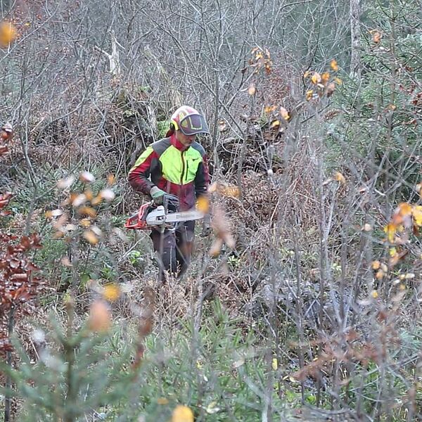 Wald wird klima-fit!