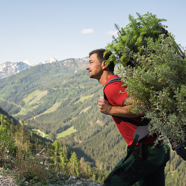 Frühstart in die Aufforstungssaison: Bundesforste setzen auf Vielfalt im Wald der Zukunft