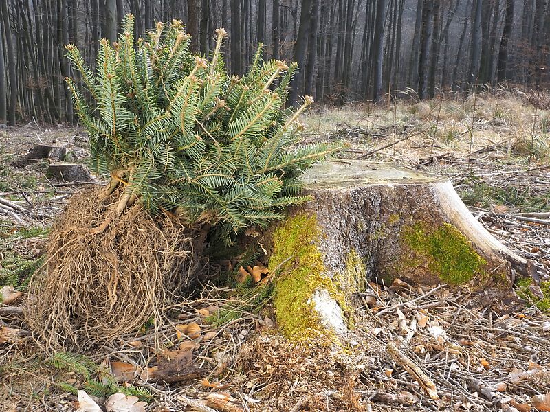 Weiß-Tannen-Setzling (c) ÖBf-Archiv/G. Moser