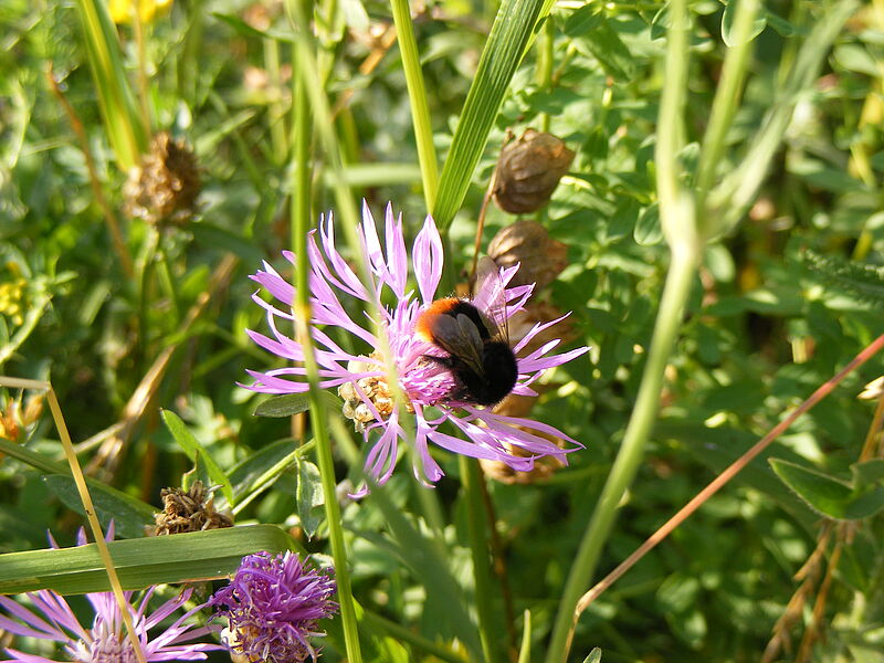 Hummel