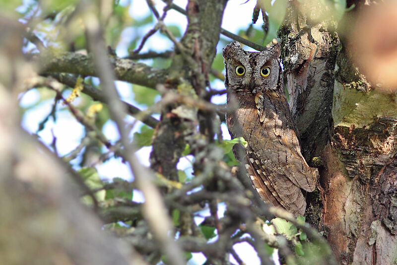 Zwergohreule © A. Tiefenbach Zwergohreule © A. Tiefenbach