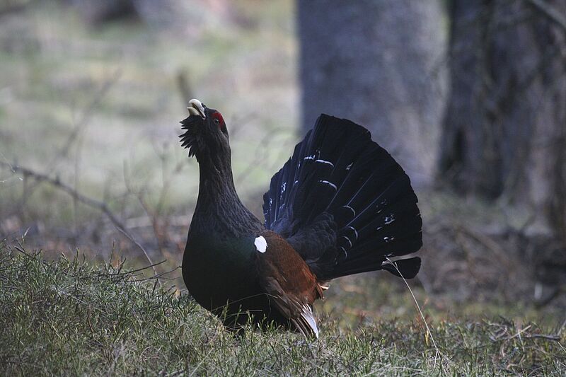 Lebensraumgestaltung für das Auerwild in Tirol