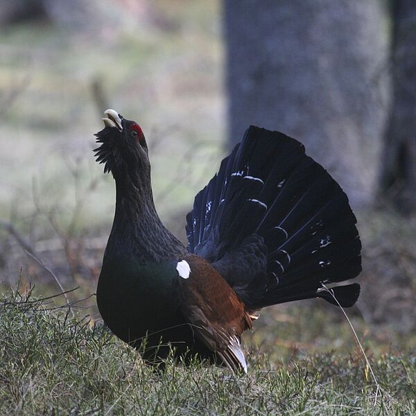 Lebensraumgestaltung für das Auerwild in Tirol