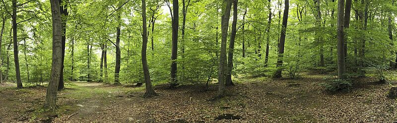 WohlfuehlWege Wienerwald