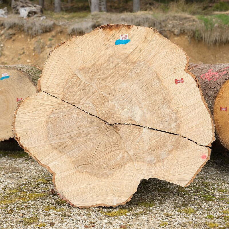 Esche (c) ÖBf/W. Lienbacher