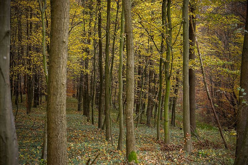Im Wienerwald (c) Christian Husar Fotografie 2020