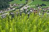 Junge Lärchen verstärken den Schutzwald von morgen (c) ÖBf/W. Lackner
