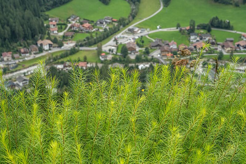 Junge Lärchen verstärken den Schutzwald von morgen (c) ÖBf/W. Lackner