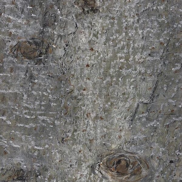 WALD Kalender Februar 2026