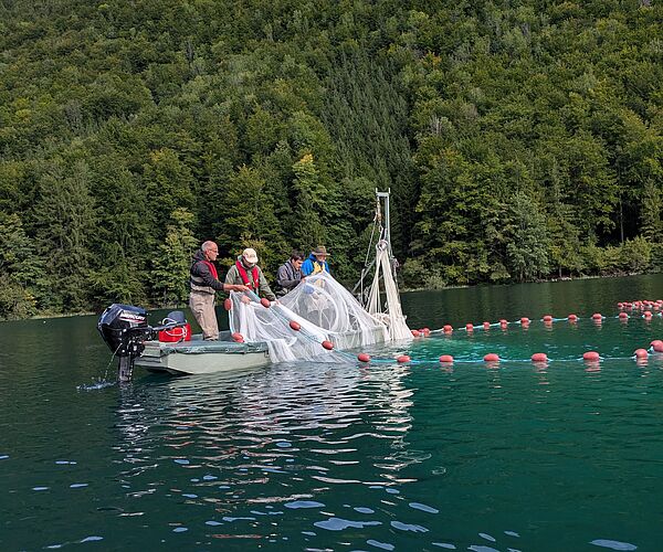 Forschungsprojekt: Fischmonitoring am Vorderen Langbathsee