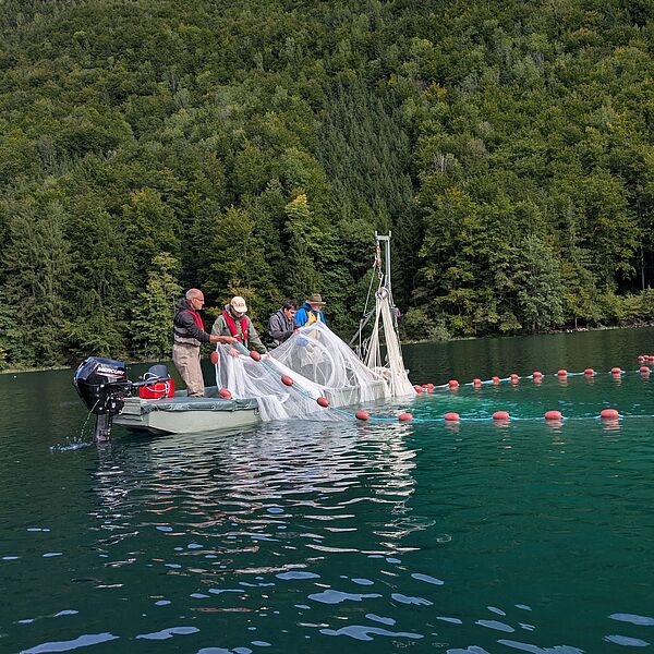 Forschungsprojekt: Fischmonitoring am Vorderen Langbathsee
