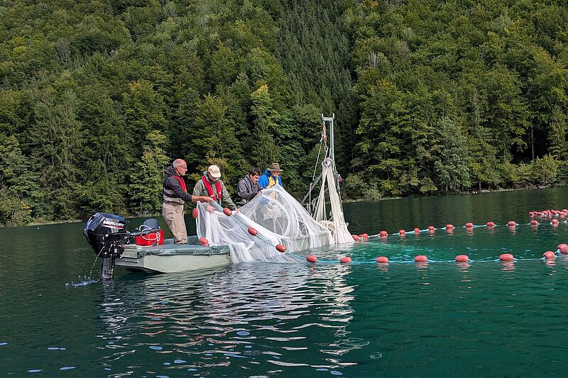 Forschungsprojekt: Fischmonitoring am Vorderen Langbathsee