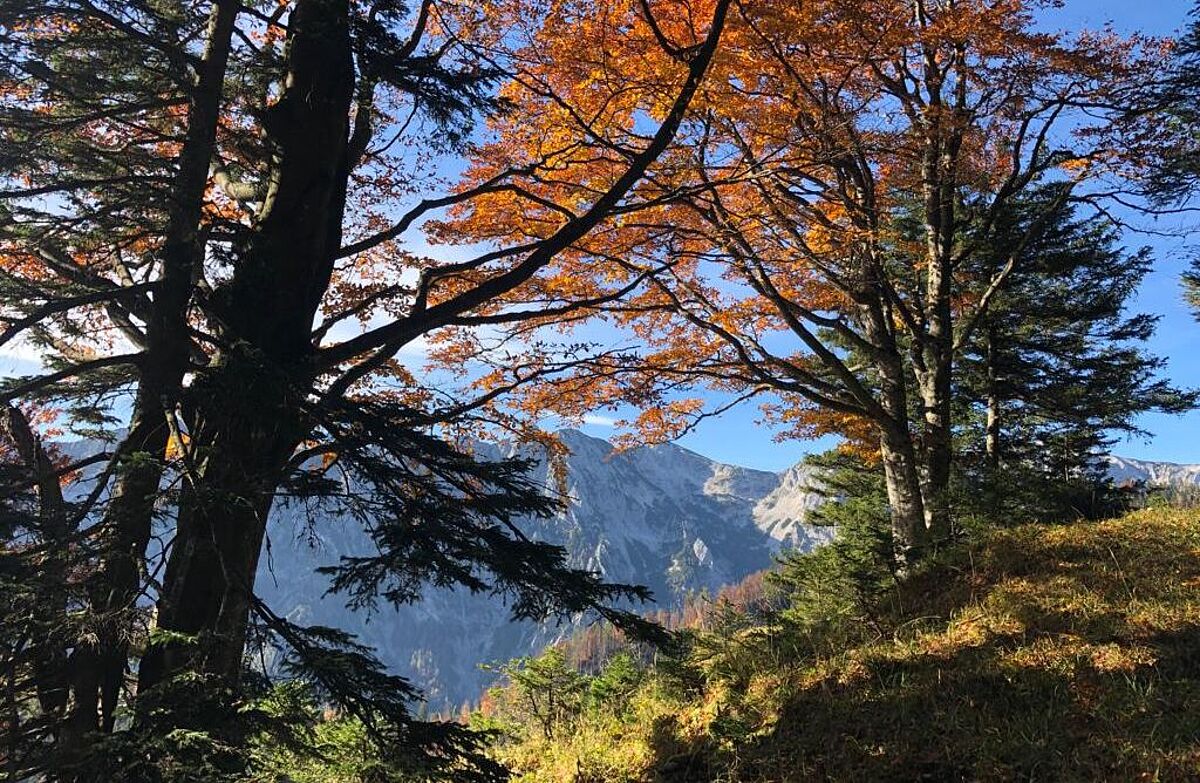 Herbstliche Landschaft im Steyrtal (c) ÖBf/T. Klausberger Herbstliche Landschaft im Steyrtal (c) ÖBf/T. Klausberger