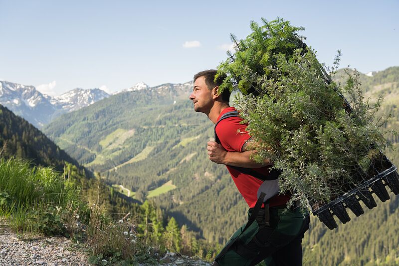 Bundesforste pflanzen 1,5 Millionen Bäume für den Wald der Zukunft