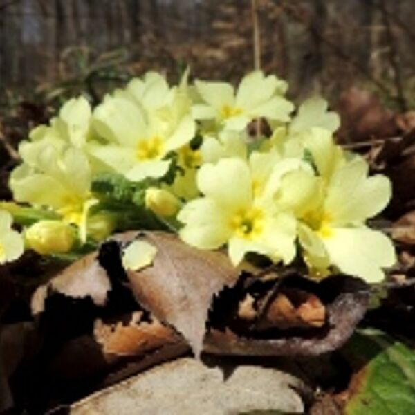 Der Frühling: jetzt zu sehen, zu hören und zu fühlen