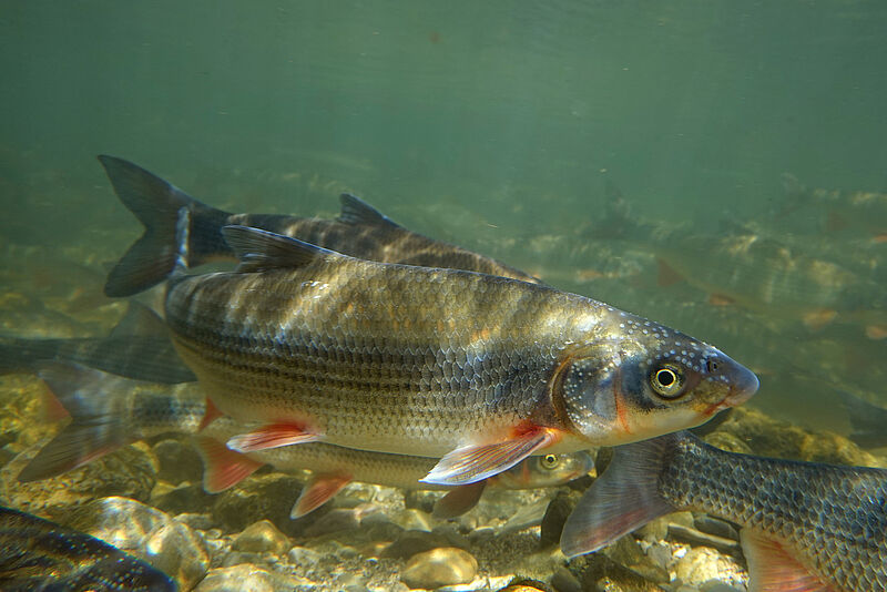 Laichreife Nasen im Neustiftgraben (c) ÖBf-Archiv/C. Ratschan