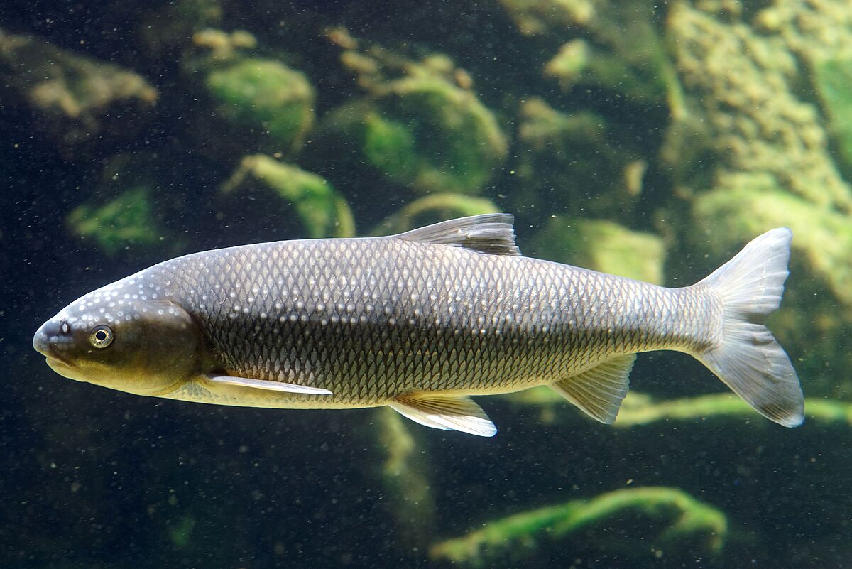 Perlfisch mit Laichausschlag (c) ÖBf-Archiv/W. Simlinger Perlfisch mit Laichausschlag (c) ÖBf-Archiv/W. Simlinger