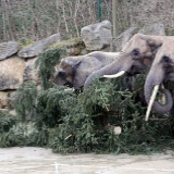 Bundesforste-Weihnachtsbaum als Leckerbissen für Zoo-Tiere in Schönbrunn