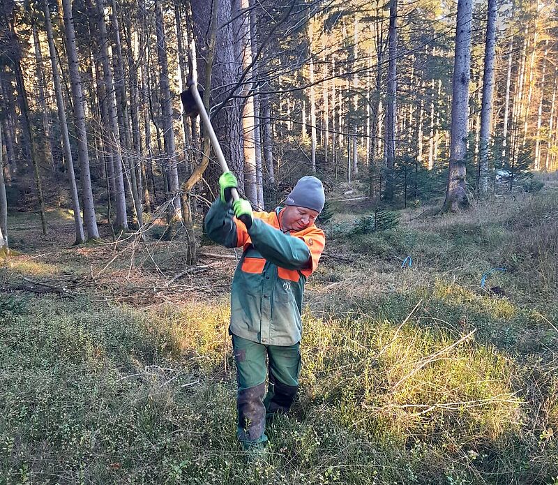 Forstfacharbeiter Alfred Hellermann beim Pflanzen der Eichen (c)ÖBf/M. Berger