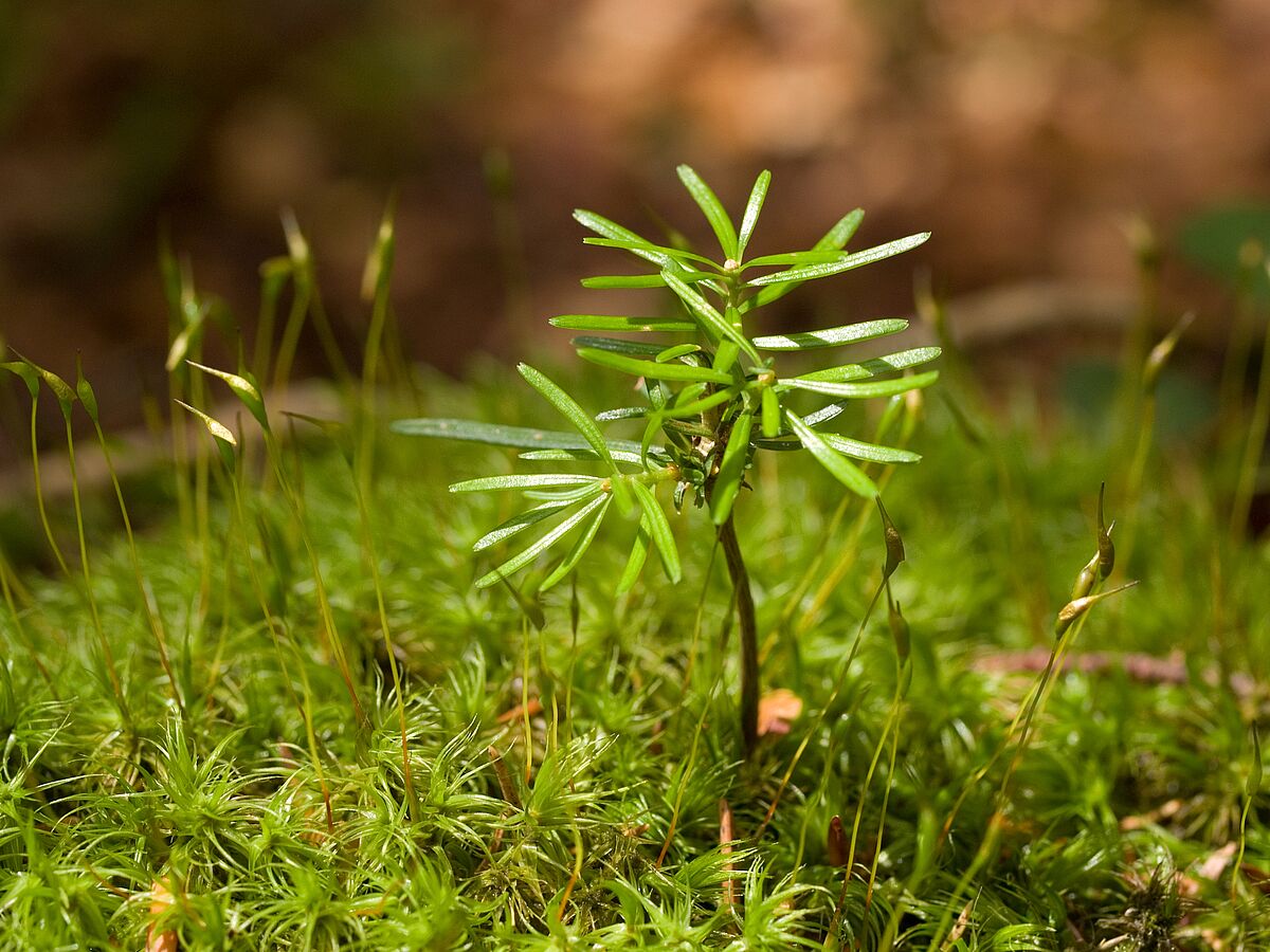 Tannenkeimling, © ÖBf-Archiv/W. Simlinger Tannenkeimling, © ÖBf-Archiv/W. Simlinger