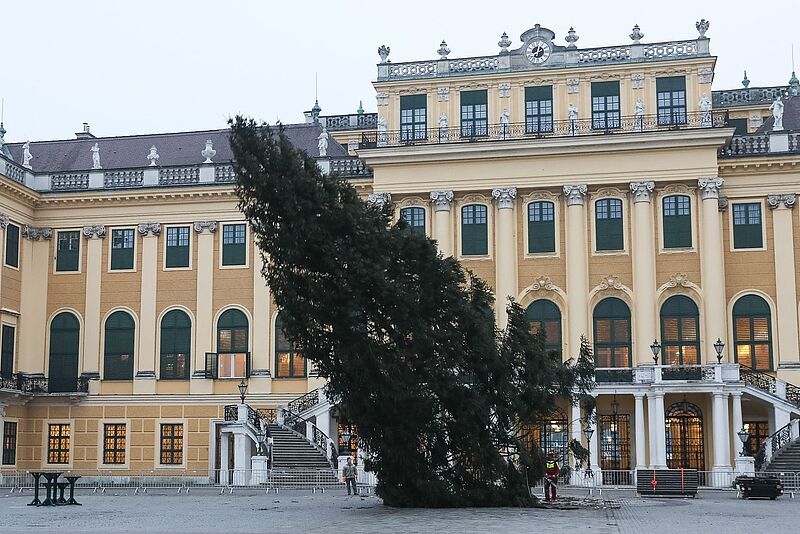Fällen des Weihnachtsbaumes vor Schloss Schönbrunn