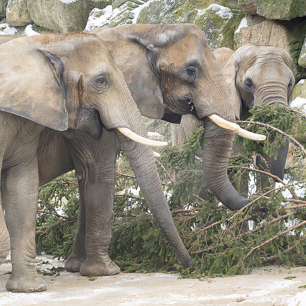 Eine 18-Meter-Überraschung für Schönbrunns Elefanten