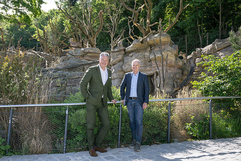 Berberaffen erkunden neue Kletterbäume im Tiergarten Schönbrunn Berberaffen erkunden neue Kletterbäume im Tiergarten Schönbrunn