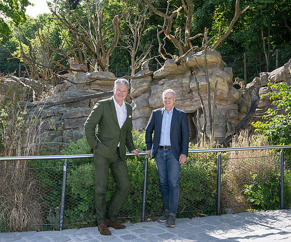 Berberaffen erkunden neue Kletterbäume im Tiergarten Schönbrunn Berberaffen erkunden neue Kletterbäume im Tiergarten Schönbrunn