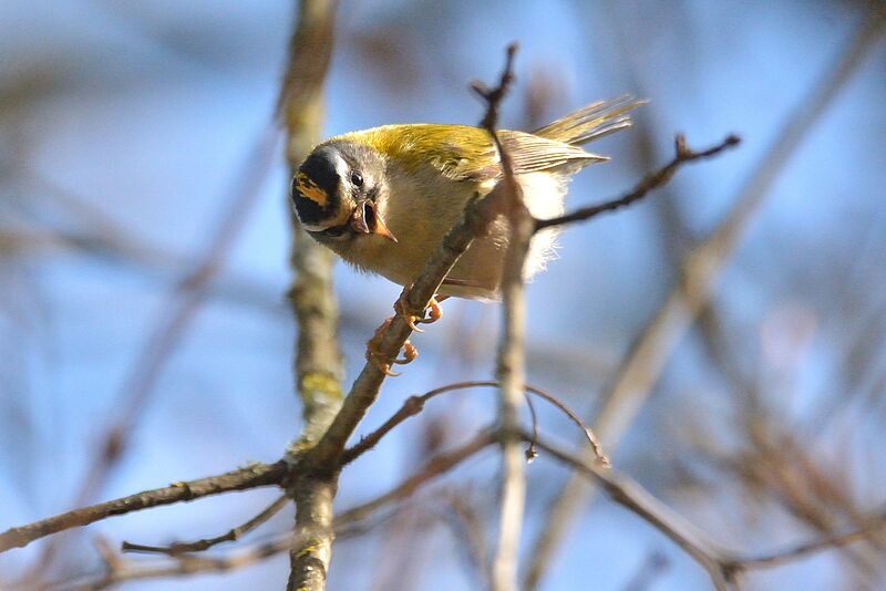 Sommergoldhähnchen auf Ästchen sitzend