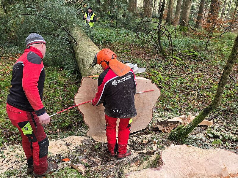 Eine der geernteten Weißtannen wird vermessen (c) Pfahlbauverein Attersee