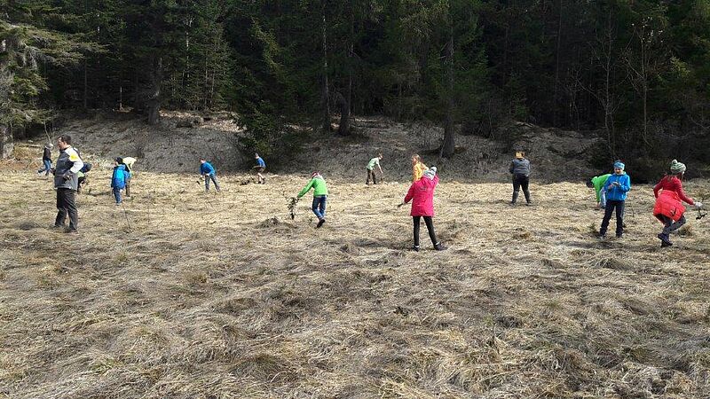 Auf der Moorfläche verteilt sind viele Kinder. Sie zupfen mit den Händen die kleinen Fichten aus.