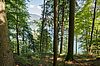 Blick auf den Wald am Almkogel und den Mondsee (c) ÖBf/W. Lienbacher