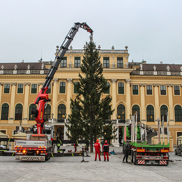 Ein Stück Salzburger Wald für Weihnachtsmarkt Schloss Schönbrunn