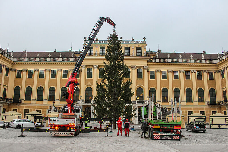 Ein Stück Salzburger Wald für Weihnachtsmarkt Schloss Schönbrunn Ein Stück Salzburger Wald für Weihnachtsmarkt Schloss Schönbrunn