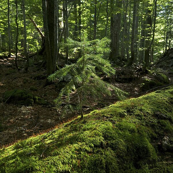 Klimawandel: Bundesforste bauen Wald der Zukunft 